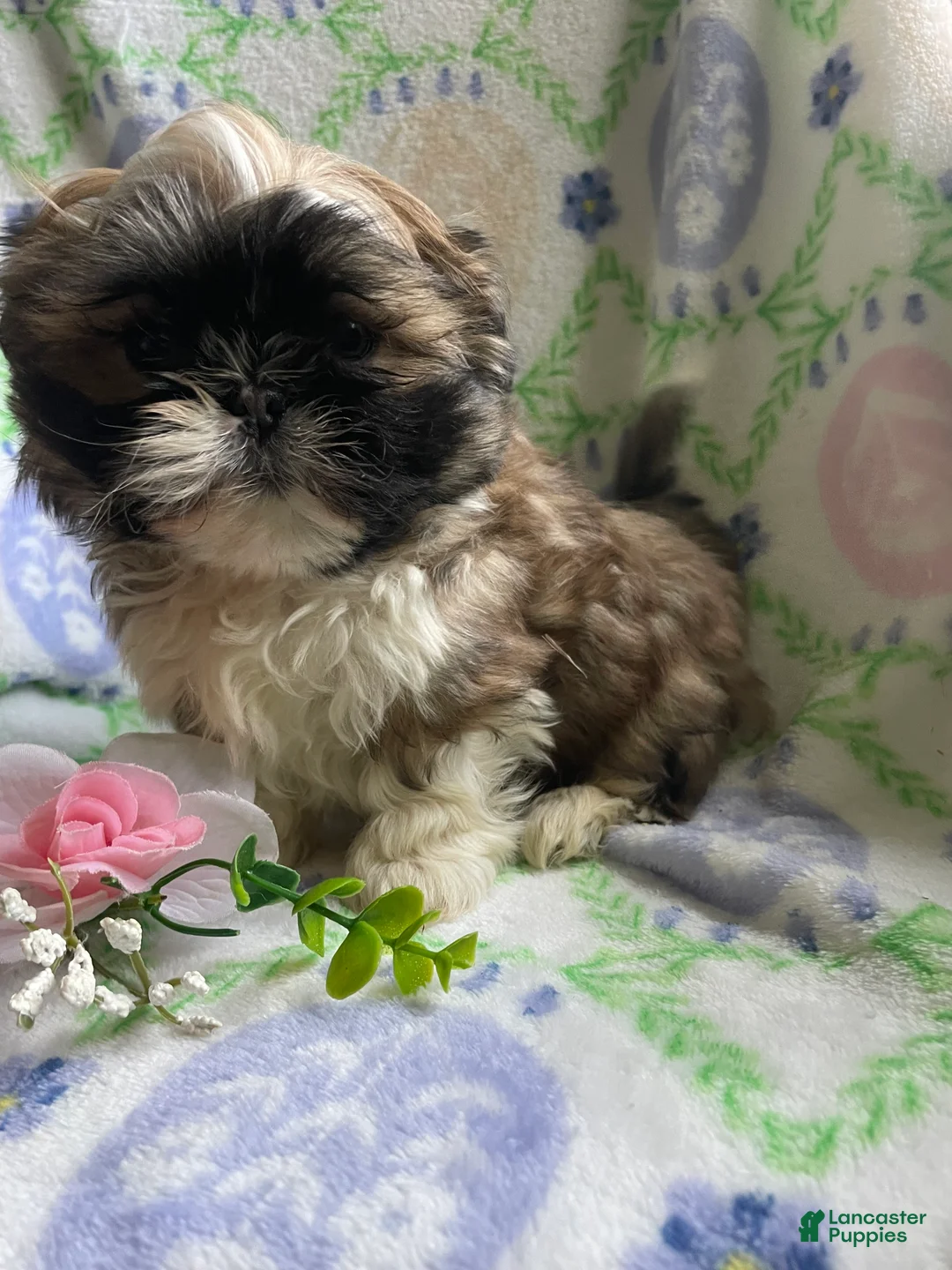 Shih Tzu dogs for sale: Petey - Ad 1