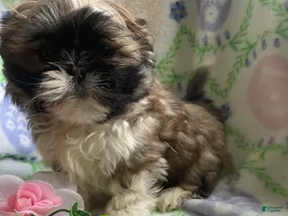 Shih Tzu dogs Petey - Ad 8