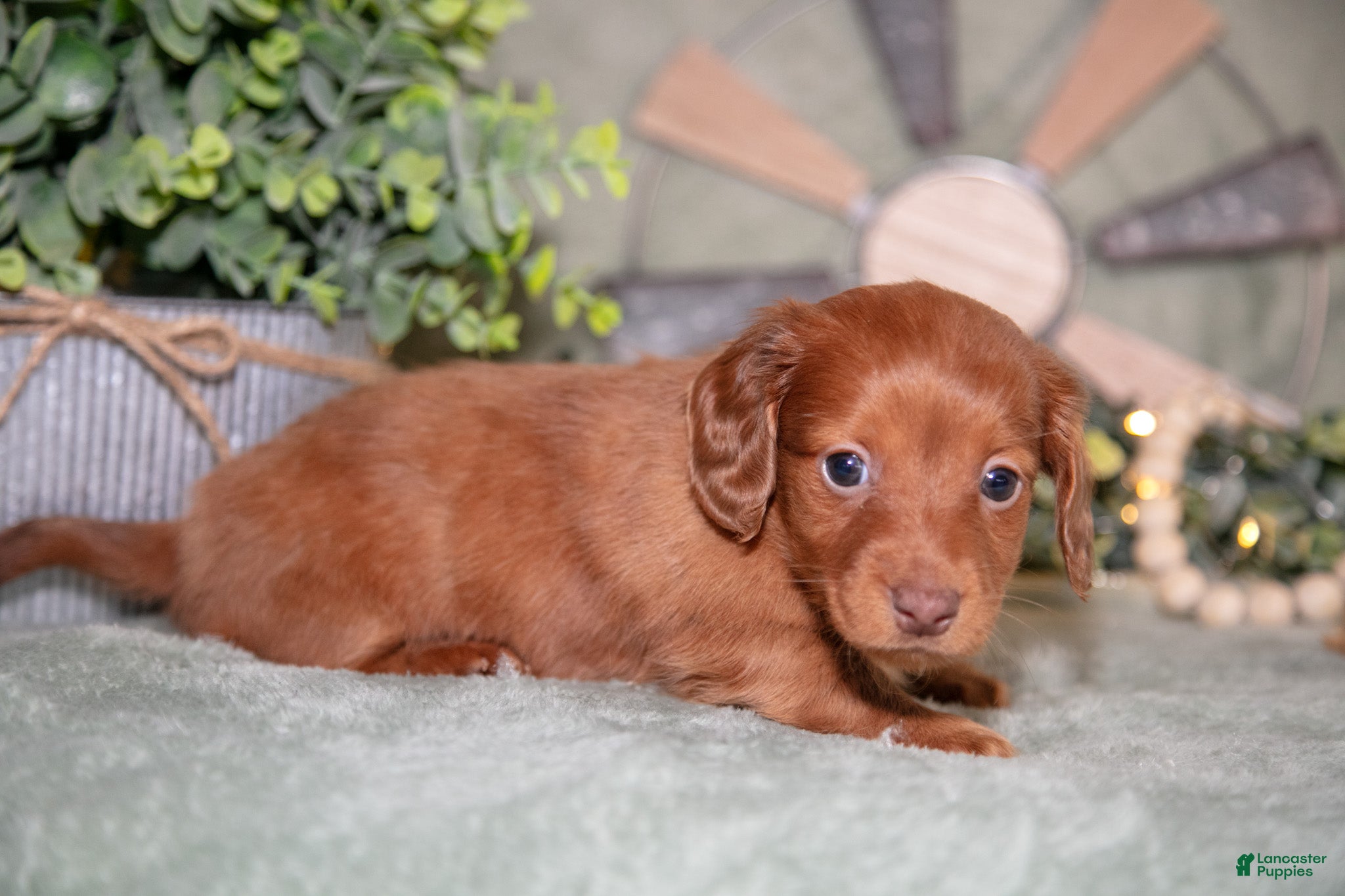 Miniature Dachshund dogs Frisky - Ad 2