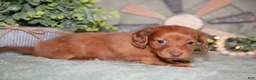 Miniature Dachshund dogs for sale: Frisky - Ad 2