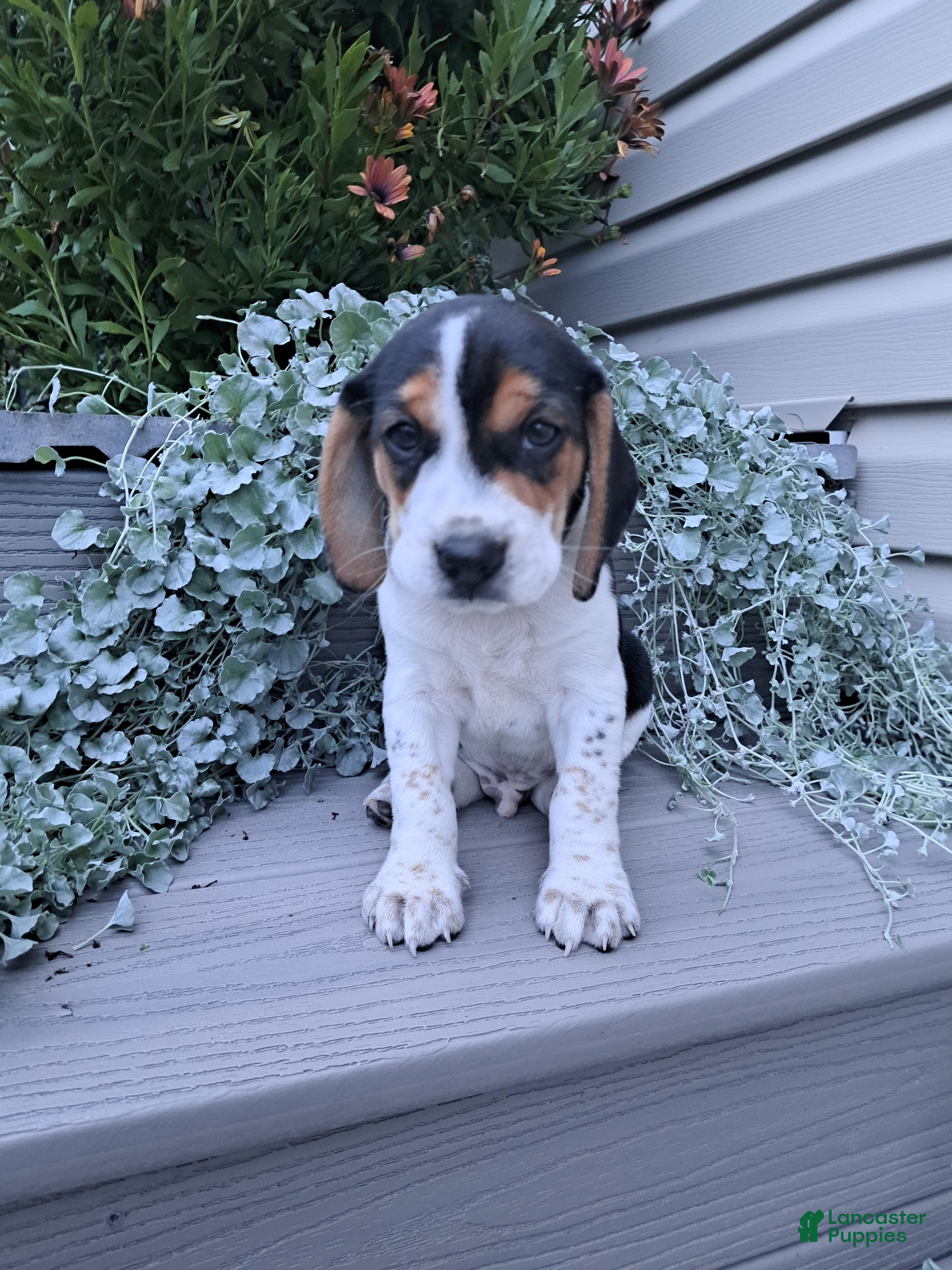 Beagle dogs ARCHIE - Ad 1