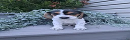 Beagle dogs for sale: ARCHIE - Ad 1