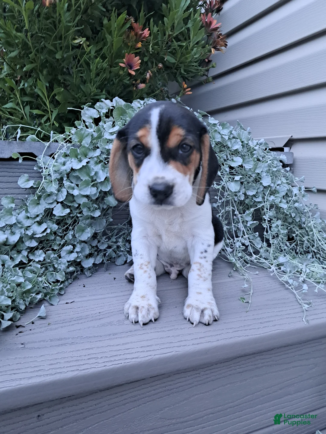 Beagle dogs for sale: ARCHIE - Ad 1