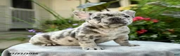 French Bulldog dogs for sale: Stanley - Ad 4