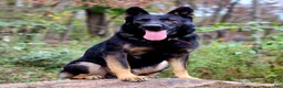 German Shepherd dogs for sale: German Shepherd 8 Thunder - Ad 10