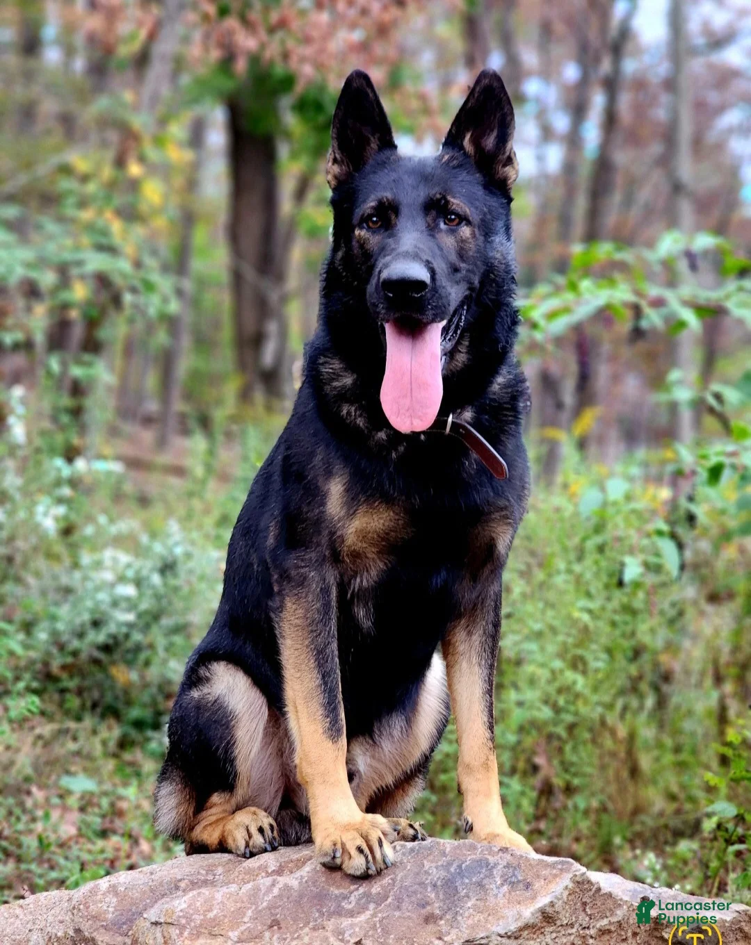 German Shepherd dogs for sale: German Shepherd 8 Thunder - Ad 10