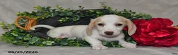 Dachshund dogs for sale: Erika - Ad 3