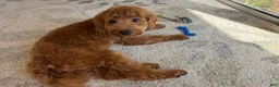 Cavapoo dogs for sale: Cavapoo 1 - Ad 3