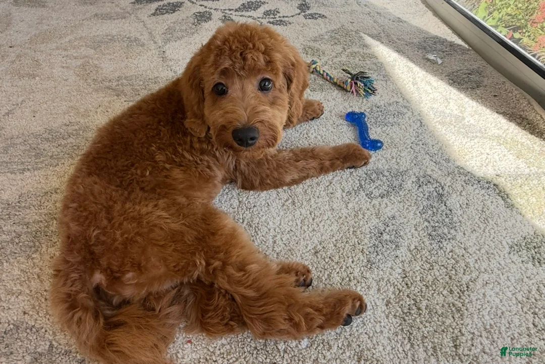 Cavapoo dogs for sale: Cavapoo 1 - Ad 3