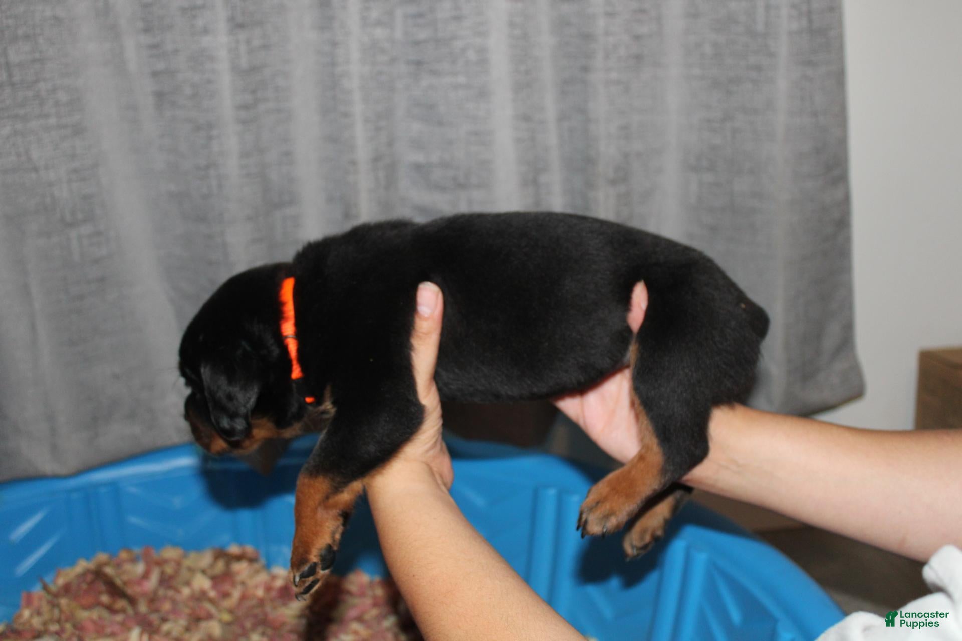 Rottweiler dogs Mr. Orange  - Ad 2