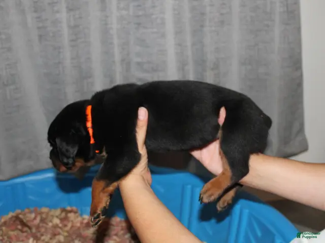 Rottweiler dogs for sale: Mr. Orange - Ad 2