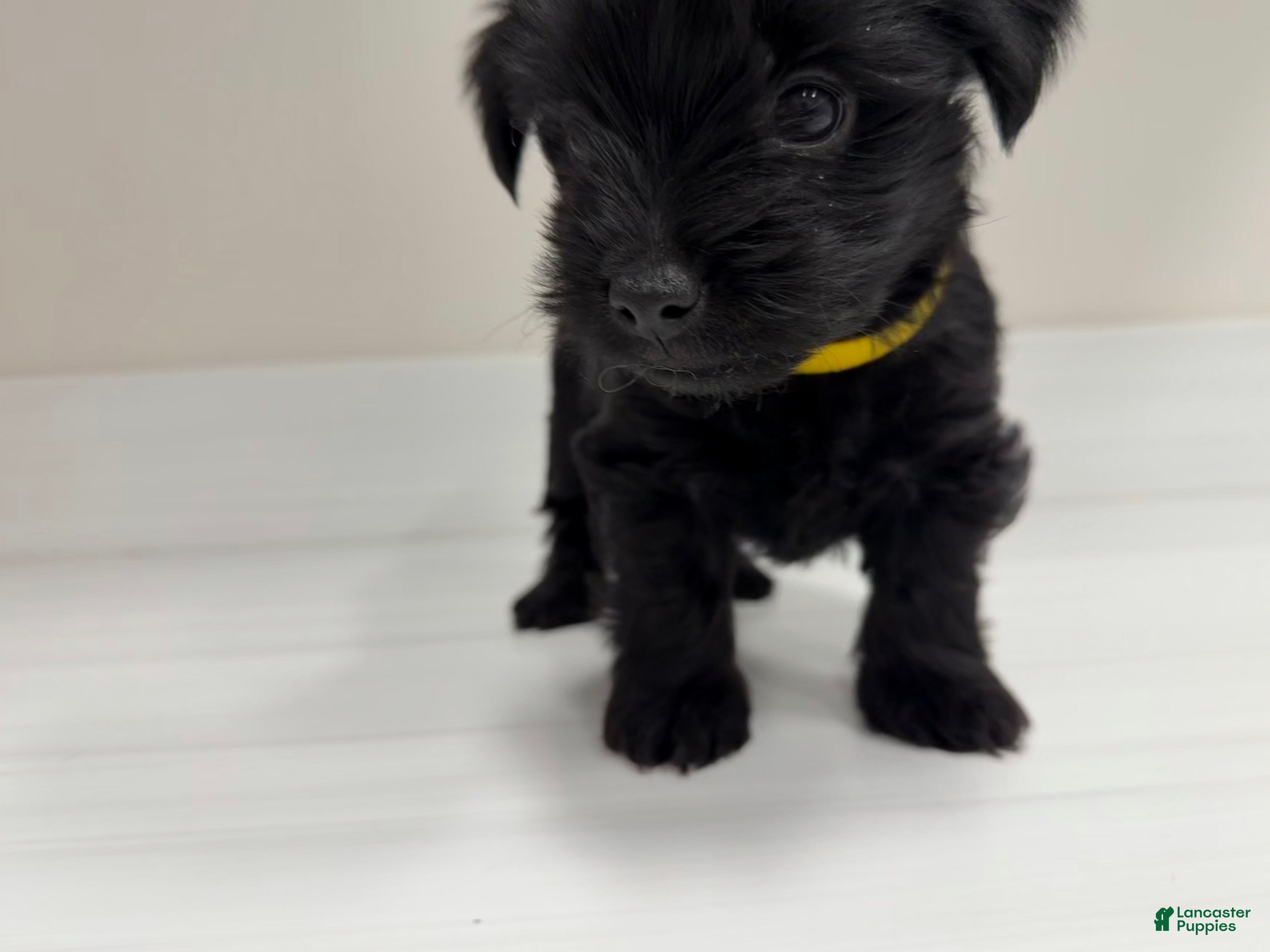 Yorkshire Terrier dogs Pooh - Ad 24