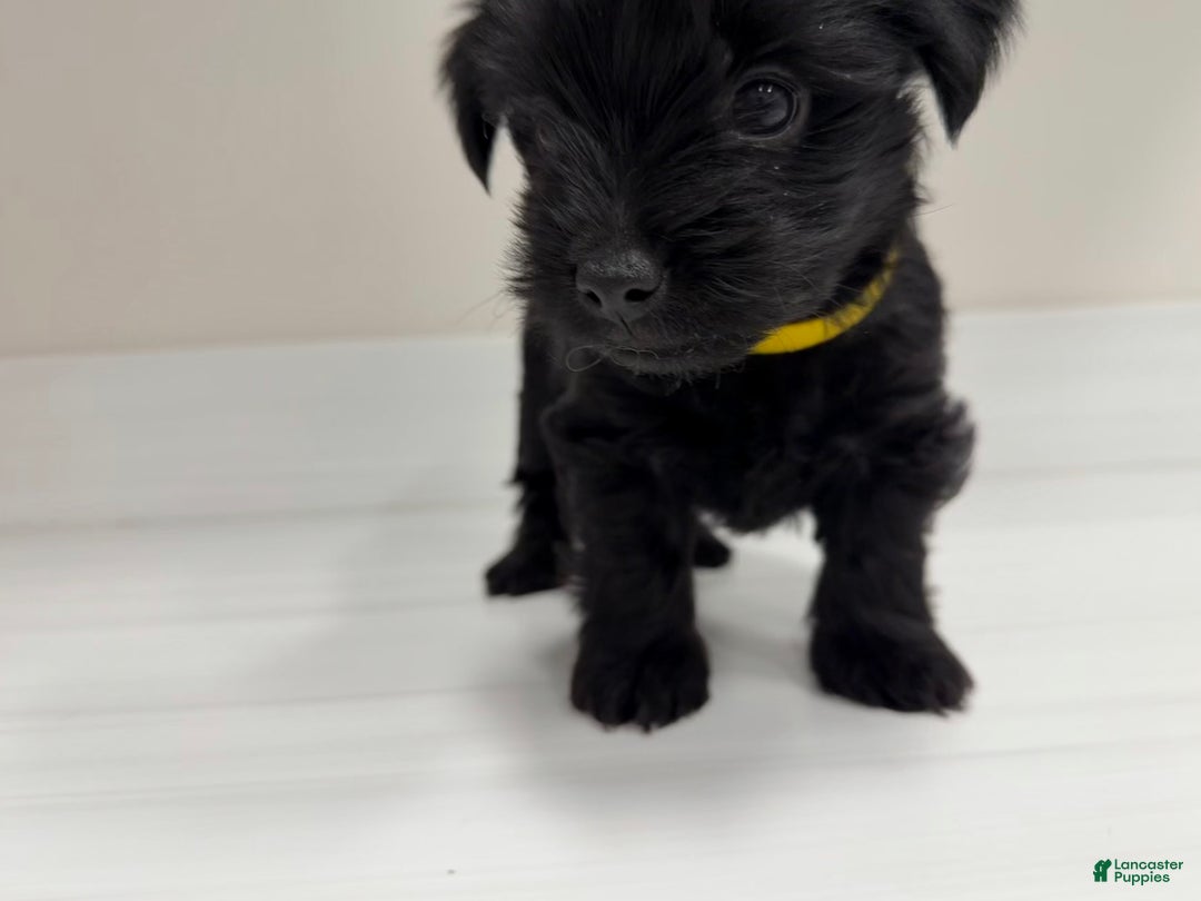 Yorkshire Terrier dogs for sale: Pooh - Ad 1