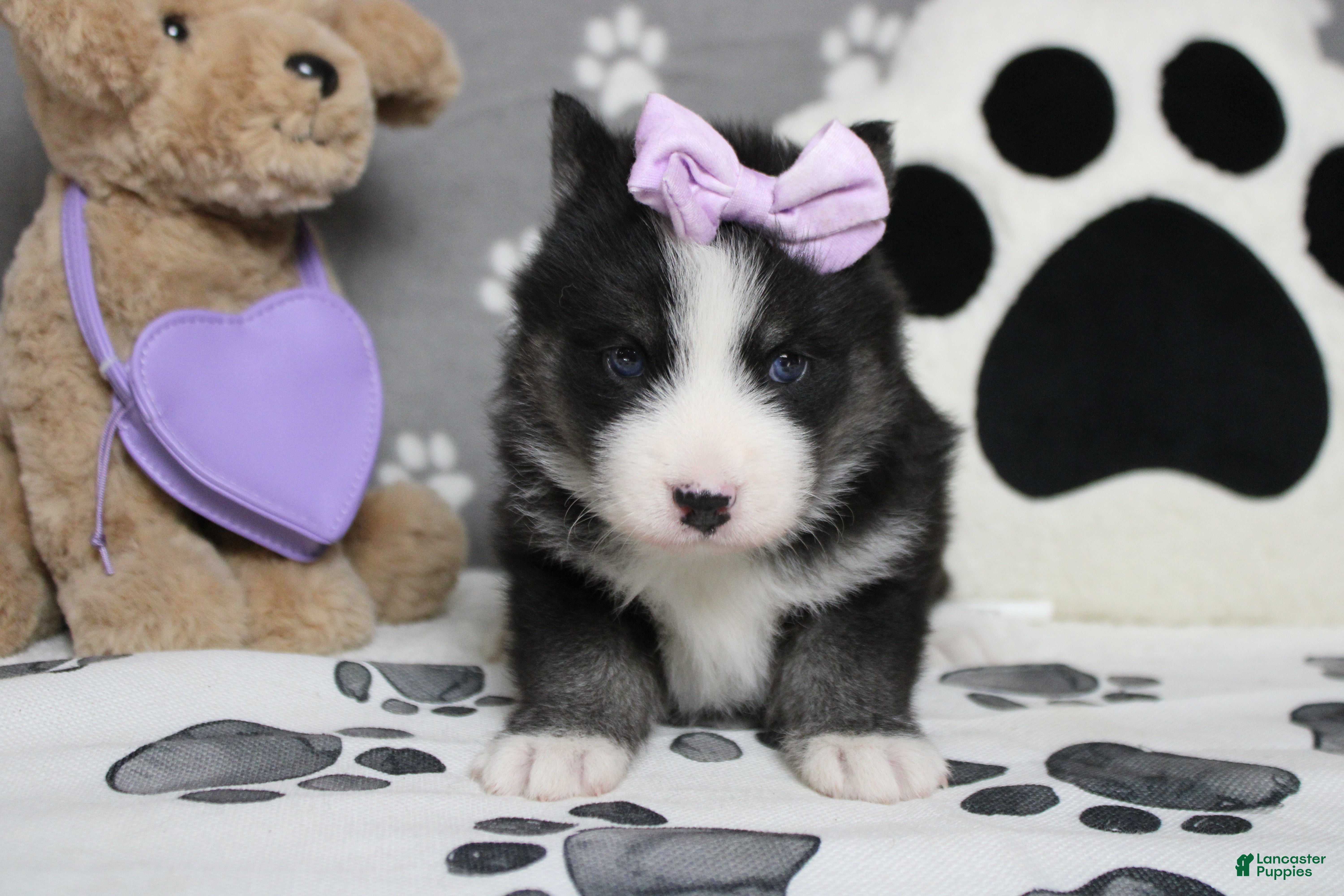Pomsky dogs Miko - Ad 8