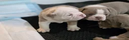 Olde English Bulldogge dogs for sale: Olde English Bulldogge 1 Angel 😇  - Ad 3