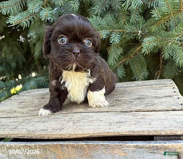 Shih Tzu dogs Olivia  - Ad 2