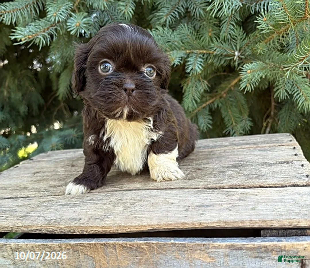 Shih Tzu dogs for sale: Olivia  - Ad 2