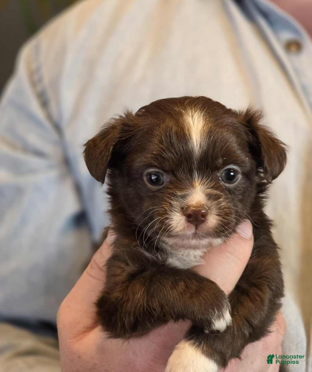 Chihuahua dogs for sale: Teddy - Ad 5