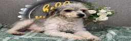 Miniature Poodle dogs for sale: Tanner - Ad 5