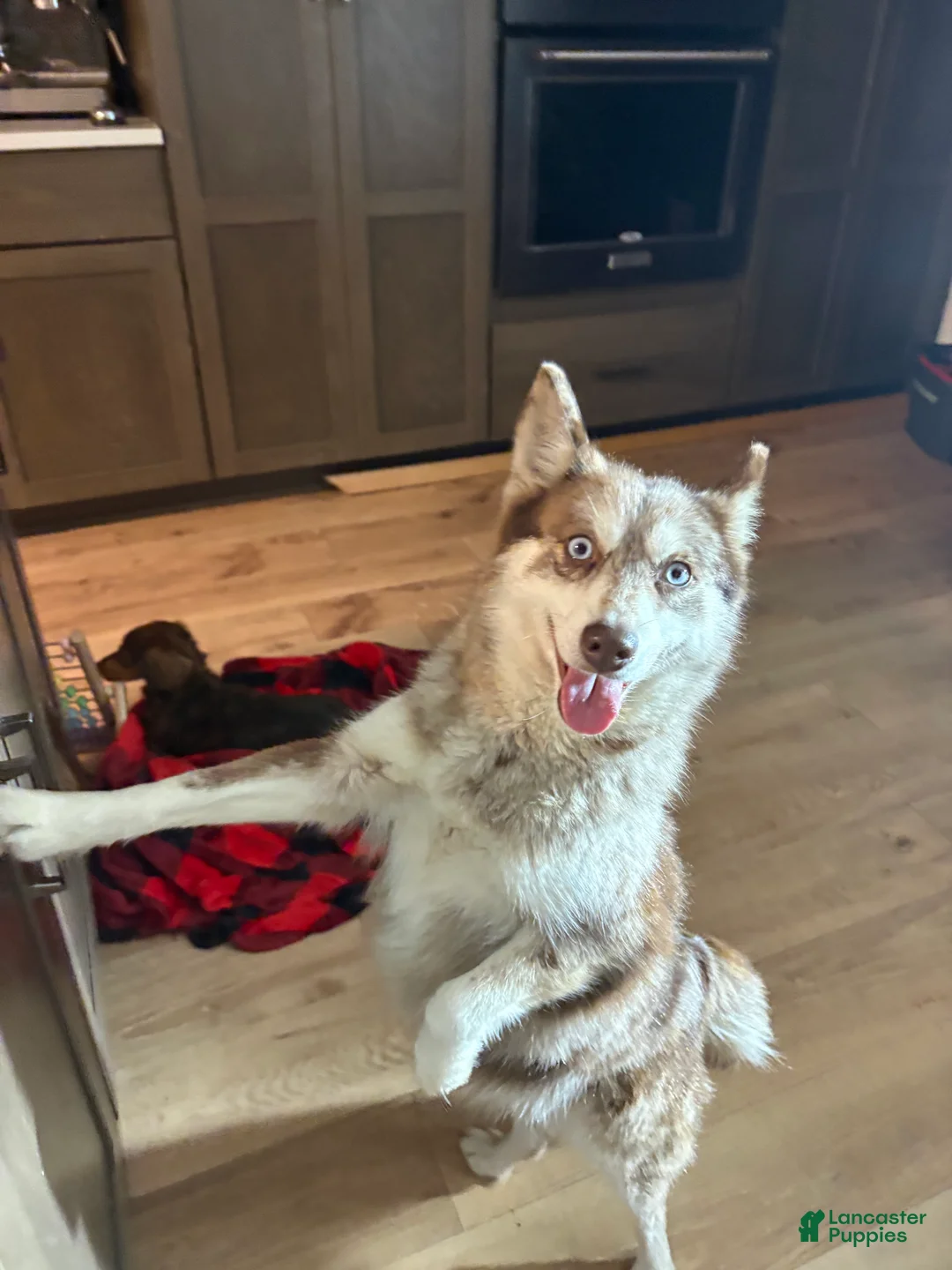 Pomsky dogs for sale: Simba Pomsky Puppy 3 - Ad 10
