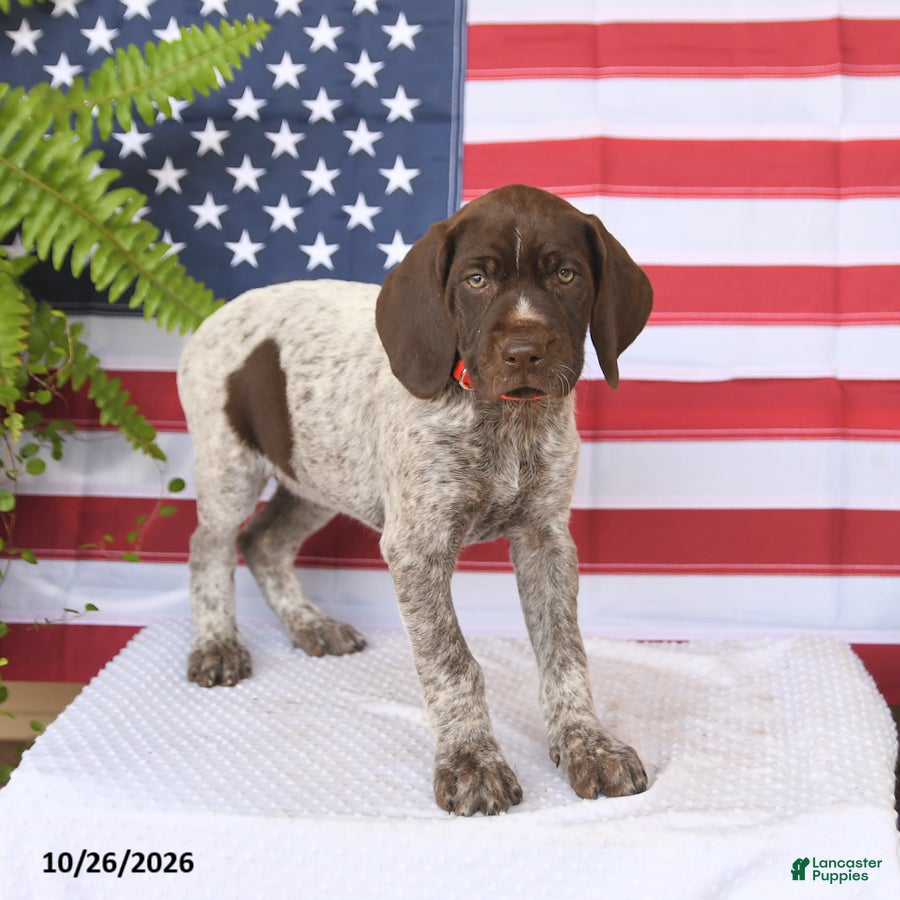German Shorthaired Pointer dogs for sale: Trudy - Ad 2