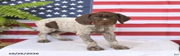 German Shorthaired Pointer dogs for sale: Trudy - Ad 2