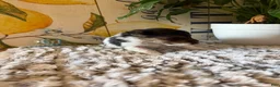 Wire Fox Terrier dogs for sale: Chief Bogo - Ad 5
