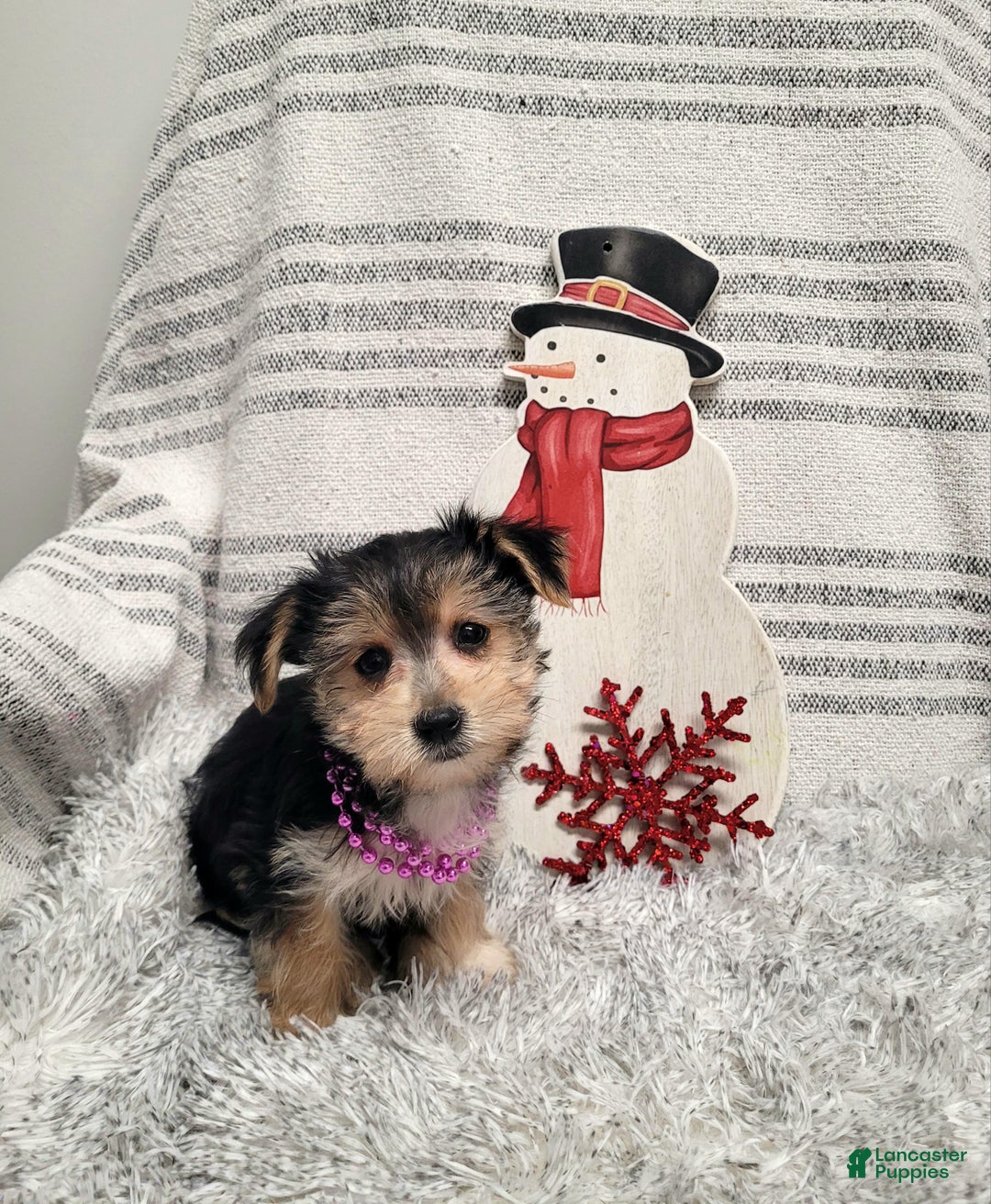 Morkie dogs for sale: Twix - Ad 3