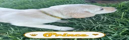 Labrador Retriever dogs for sale: Prince - Ad 3