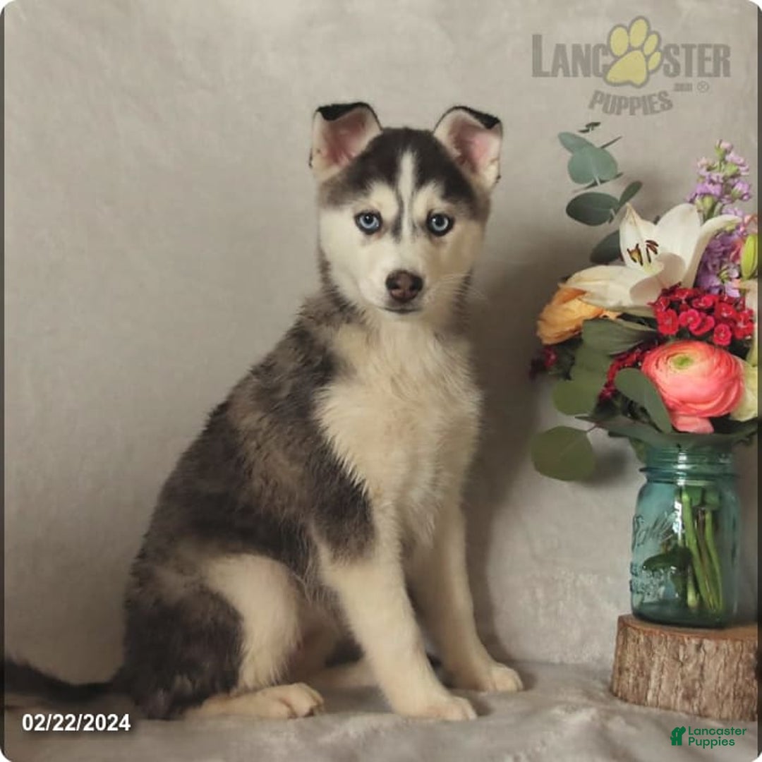 Gallery Image {{count}}