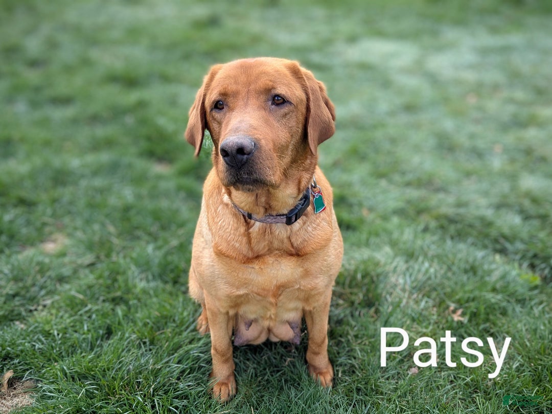 Labrador Retriever dogs for sale: Cash - Ad 3