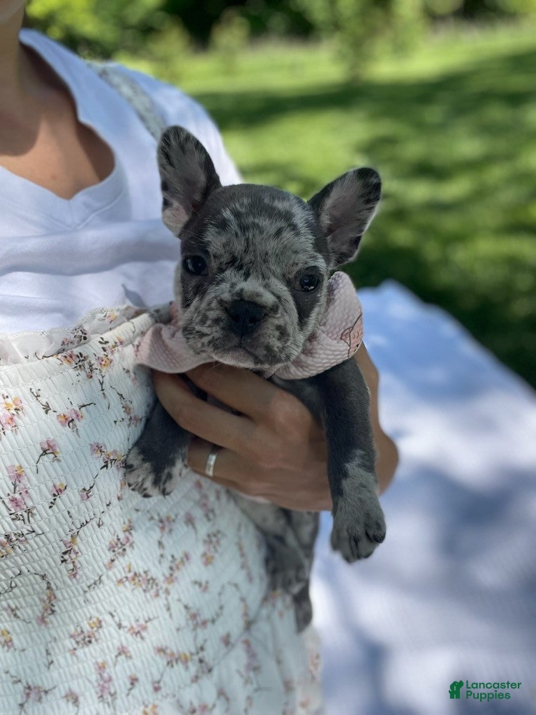 French Bulldog dogs Pearl - Ad 2