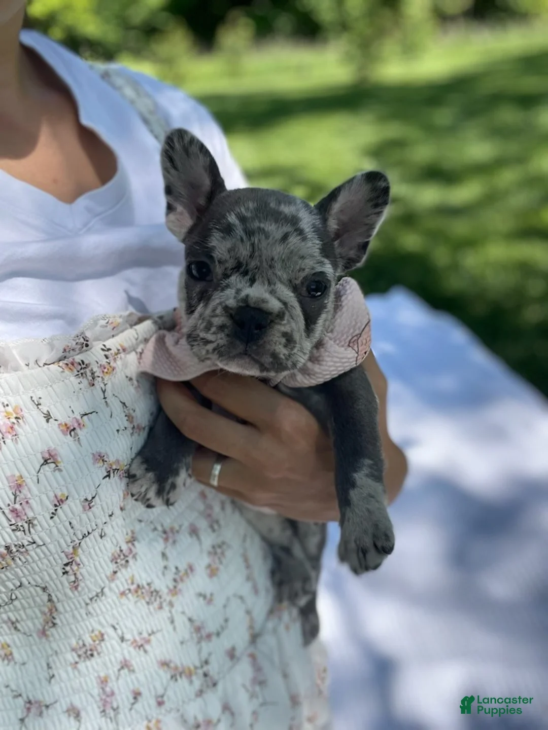 French Bulldog dogs for sale: Pearl - Ad 2