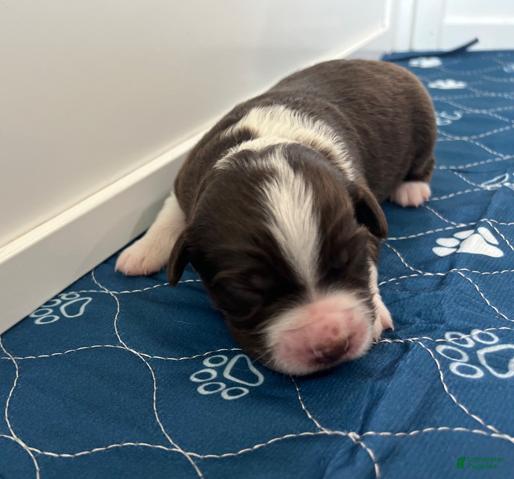 Miniature Australian Shepherd dogs Miata - Ad 2