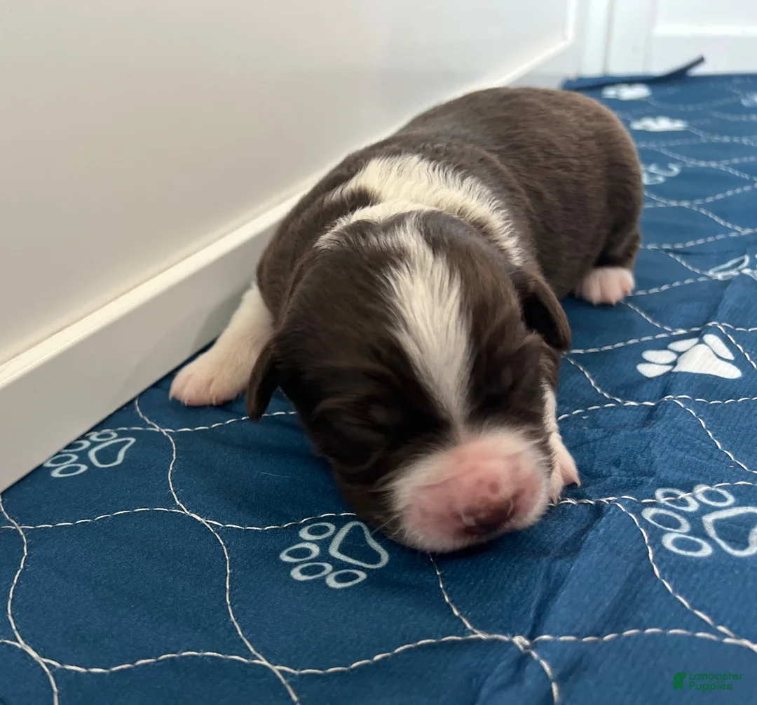 Miniature Australian Shepherd dogs for sale: Miata - Ad 2