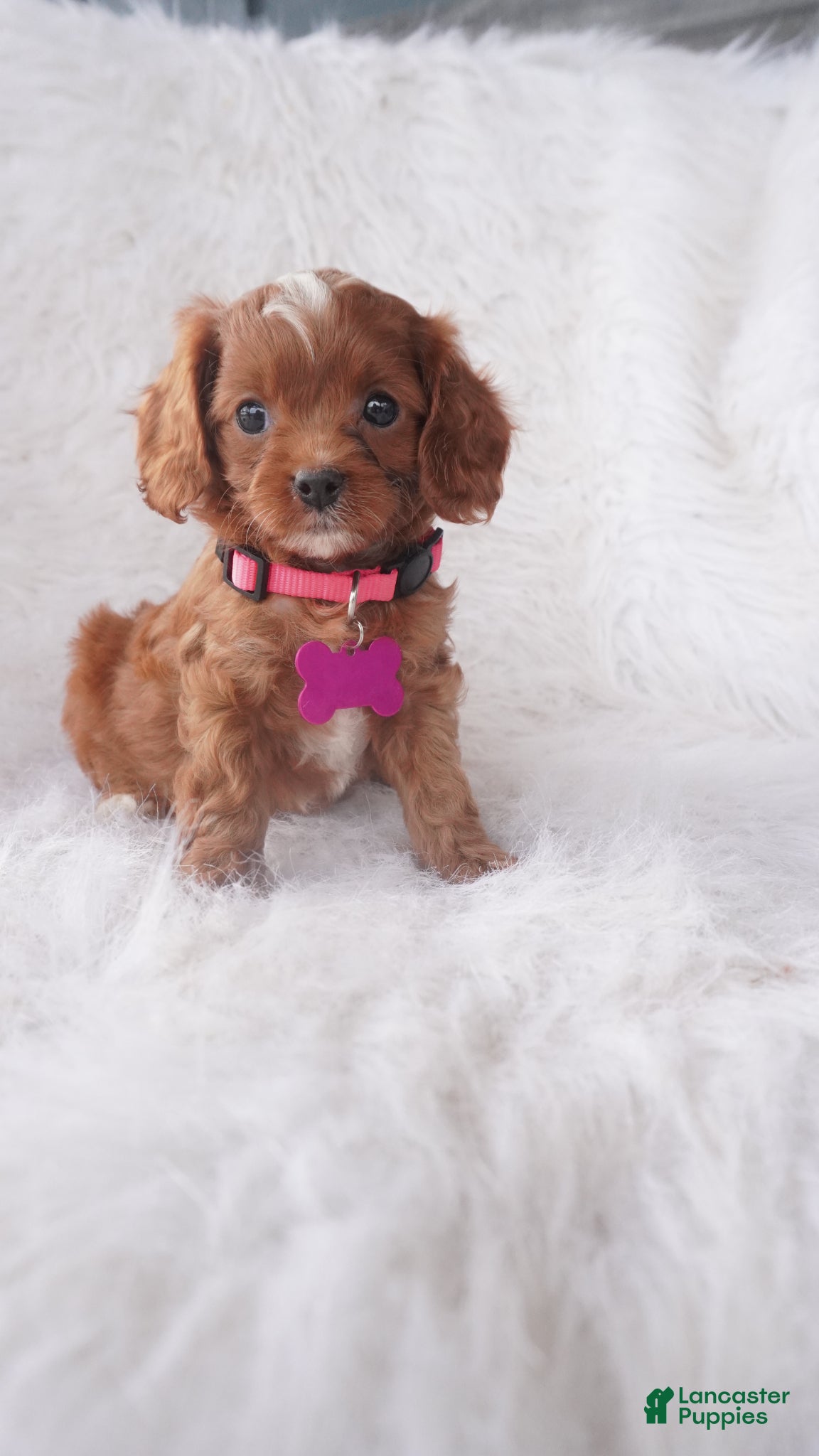 Cavapoo dogs Jade  - Ad 1