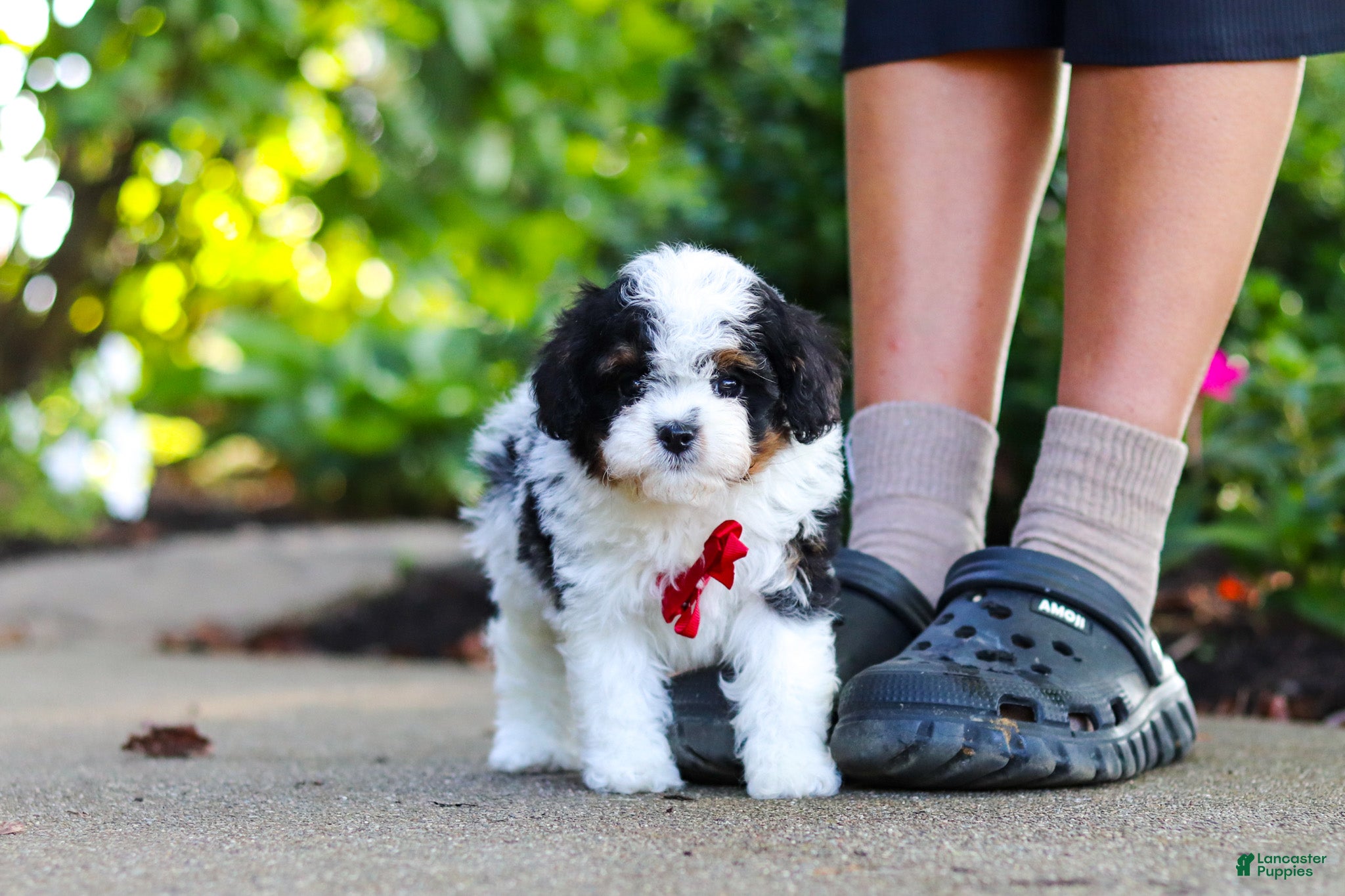 Cavapoo dogs Leo - Ad 2