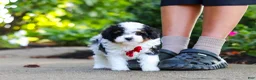 Cavapoo dogs for sale: Leo - Ad 2