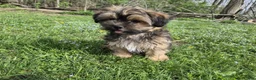 Shorkie dogs for sale: Whiskey - Ad 9