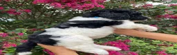 Goldendoodle dogs for sale: Max - Ad 8