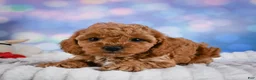 Cavapoo dogs for sale: Angel - Ad 13