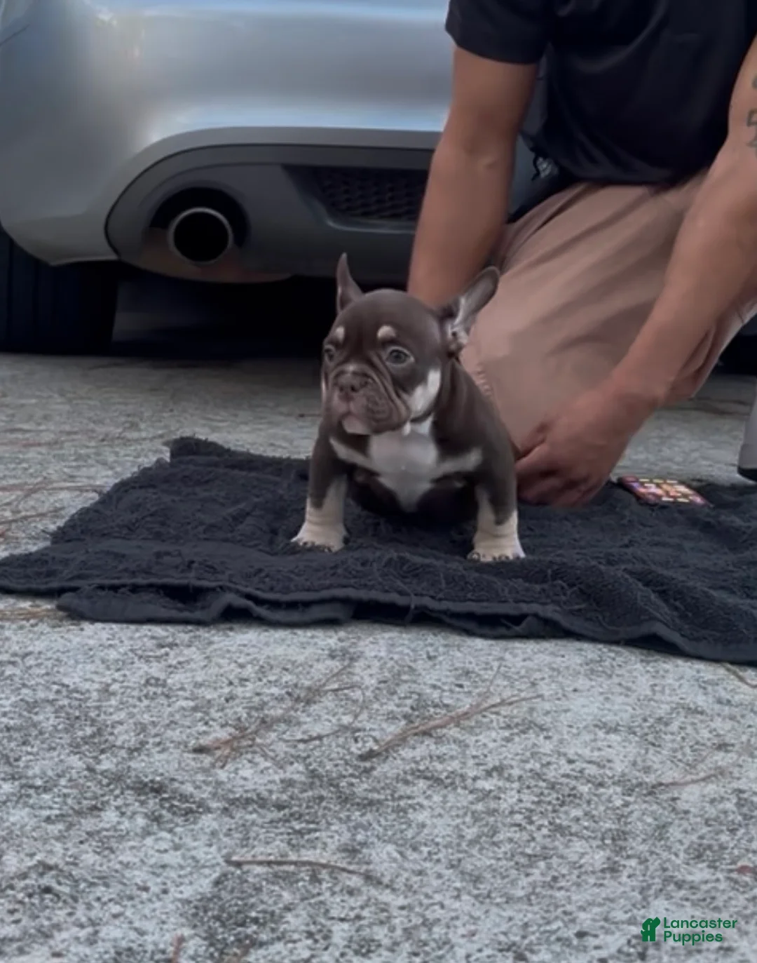 American Bully dogs for sale: Pup 2 - Ad 1