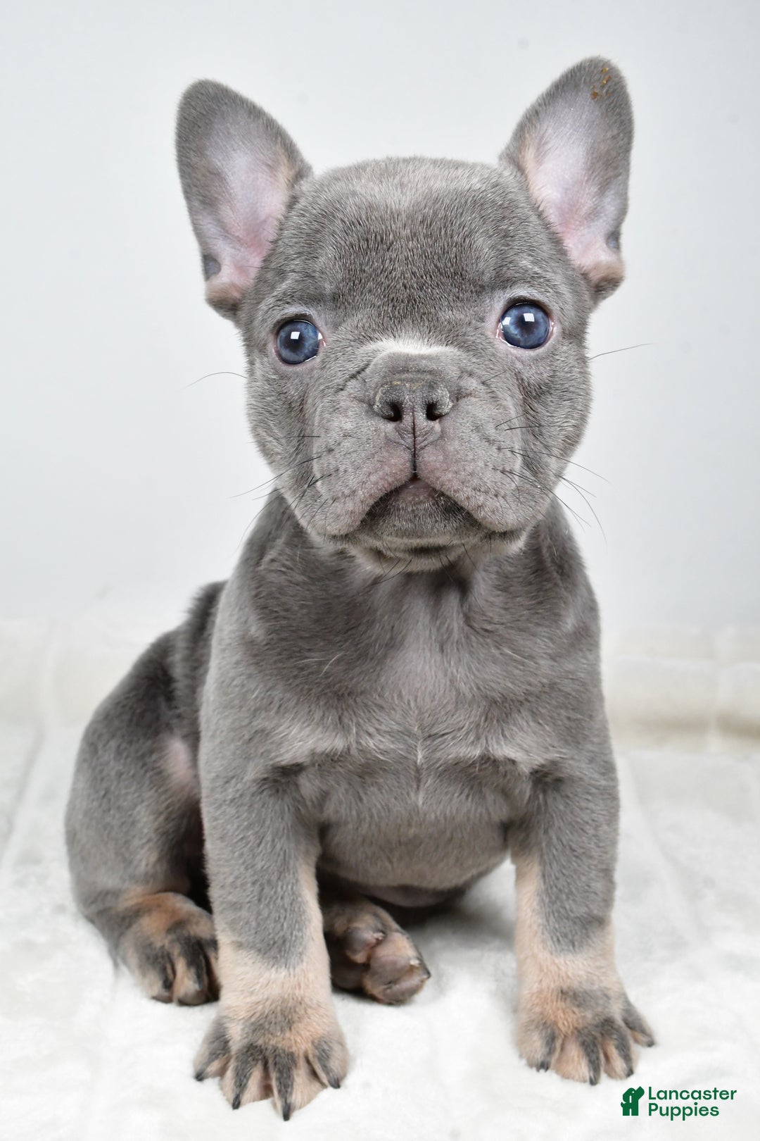 French Bulldog dogs for sale: Faith - Ad 6