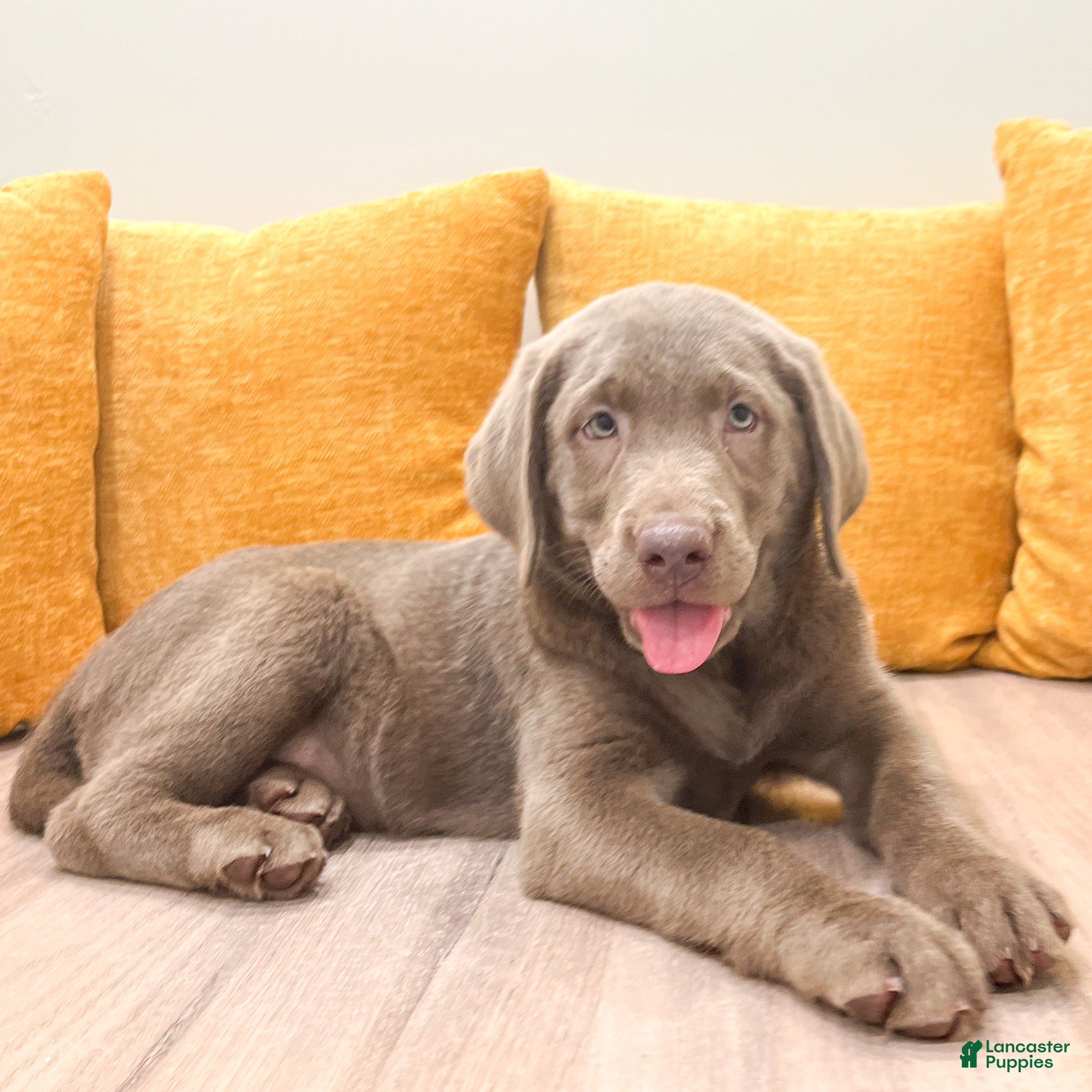 Labrador Retriever dogs Ridge - Ad 2