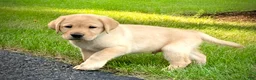 Labrador Retriever dogs for sale: Bentley - Ad 9