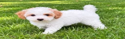 Miniature Poodle dogs for sale: Milo - Ad 4