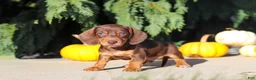 Dachshund dogs for sale: Mudge - Ad 8
