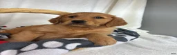 Golden Retriever dogs for sale: Gwen - Ad 3