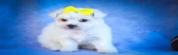 Maltese dogs for sale: Miley💜 - Ad 6