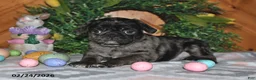 Pug dogs for sale: Dixon - Ad 2